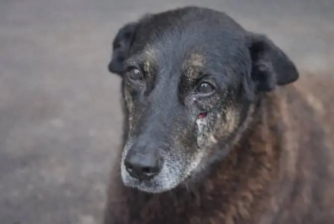 O cão Orelha e a cadela do fascismo