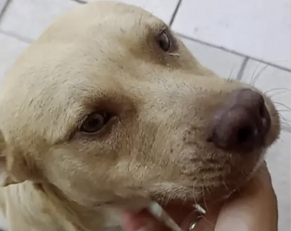 PMSC mata cachorro com tiro de fuzil em comunidade