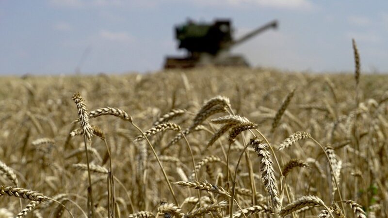 Parentes por trás da empresa russa de drones estão envolvidos no comércio “ilegal” de trigo