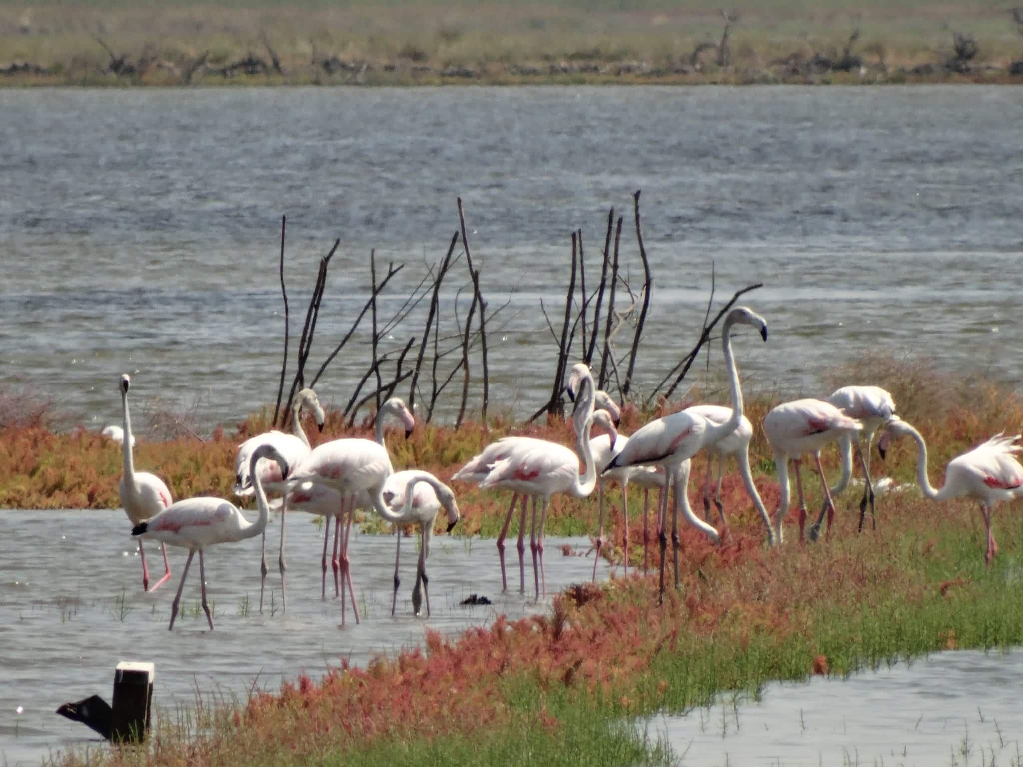 ‘Mesa de buffet’ para aves migratórias, salinas montenegrinas emergem como referência da UE